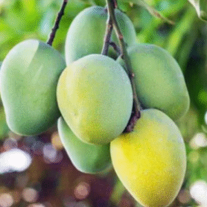 ল্যাংড়া আম - ১ কেজি